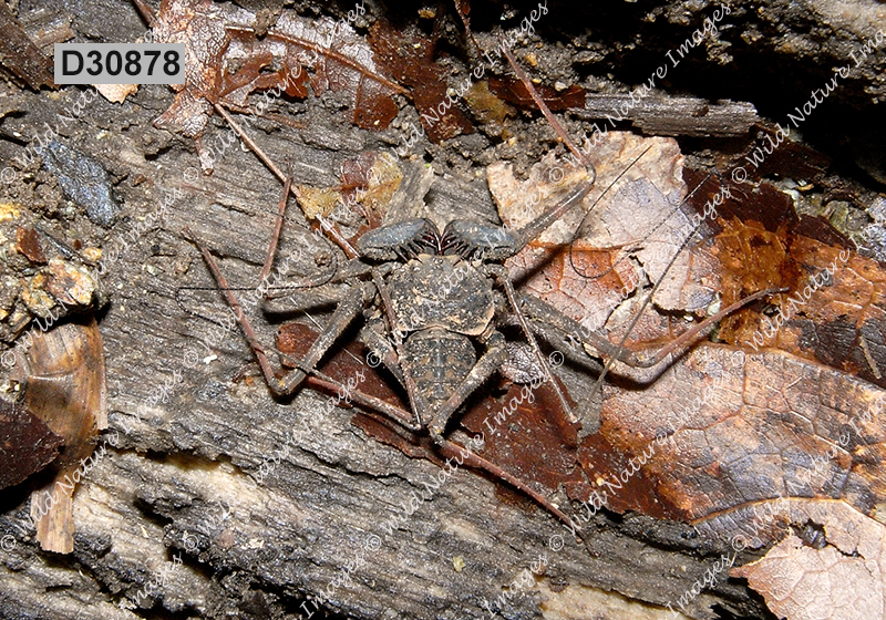 Phrynus pulchripes (Phrynidae, Amblypygi)